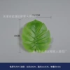 Turtle Bamboo Big Leaf-Light Green
