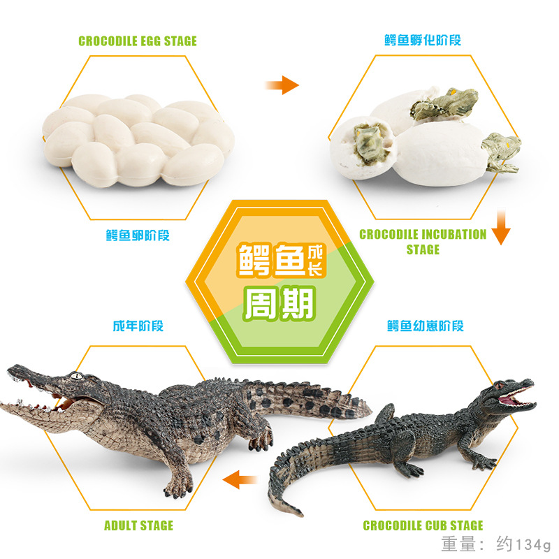 Modelo animal de simulación al por mayor de pollo pato ganso mariposa tortuga Rana ciclo de crecimiento Montessori material didáctico adornos hechos a mano