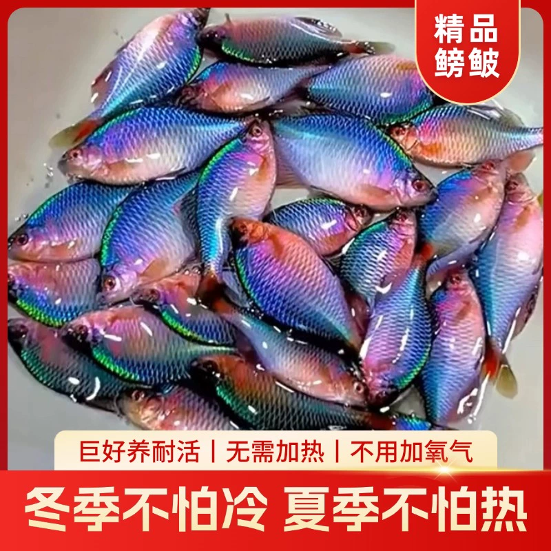 Бетта, декоративная рыба, холодная вода, родная рыба, красочная, высокая, живая, маленькая пресноводная рыба, живая