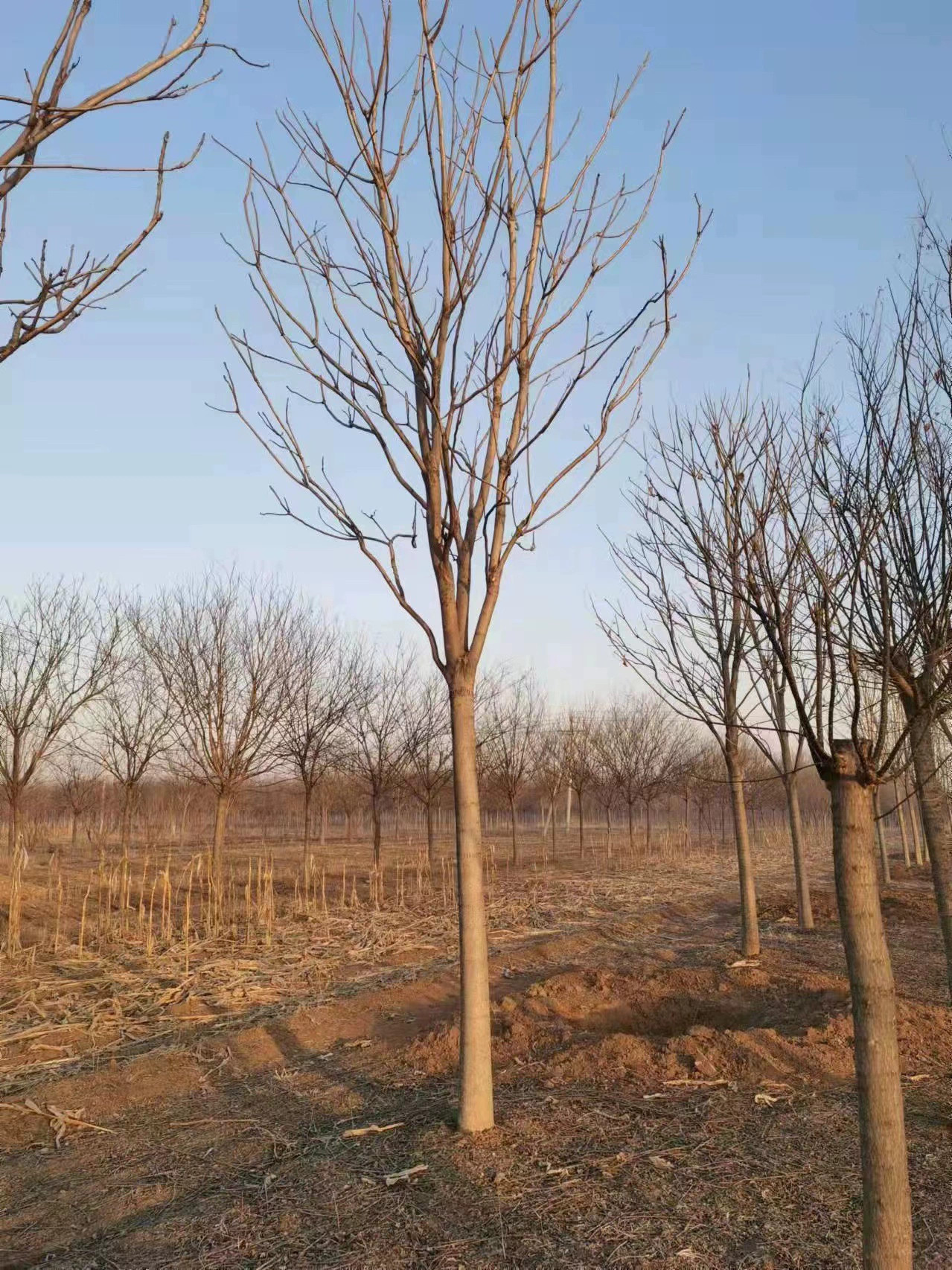 Оптовый проект по озеленению тысячи голов Chun Озеленение саженцев Chun Tree продает Разнообразие спецификаций Рассада питомника