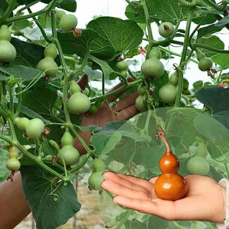 Four Seasons Potted Hand-Twisted Small Gourd Seeds Ornamental Mini Gourd Seeds Extra Small Natural Cultural Toy Seeds