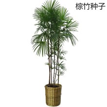 散装棕竹种子 新采的花卉种子 棕竹种子又称观音 竹筋头 竹棕
