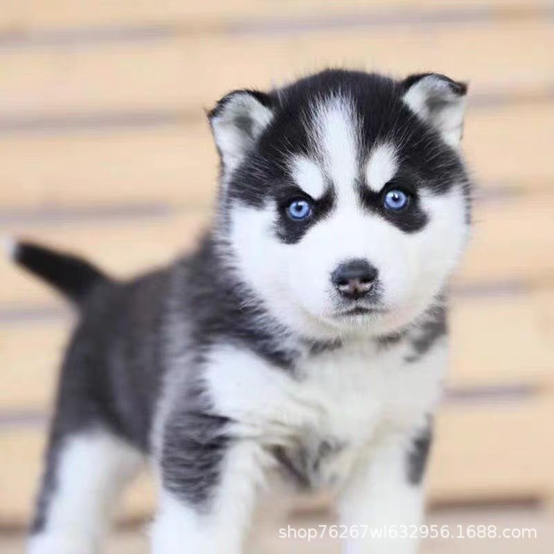 Wholesale Husky Puppies, Live Dogs, Purebred Husky Sled Dogs, Pet Dogs, Large Dogs, Working Dogs, Live Dogs
