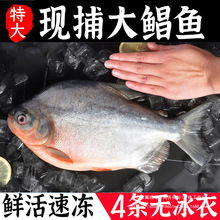 特大红鲳鱼新鲜海鱼冷冻腹鲜活金昌鱼平鱼金鲳银鲳鱼白鲳淡水