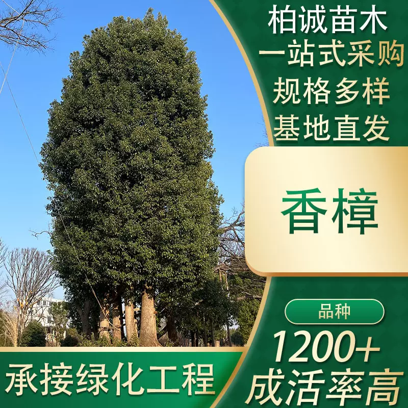 湖南苗圃基地香樟胸径5-80cm庭院景观乔木绿化香樟树丛生多头苗木