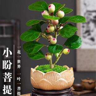 Little Pan Bodhi Tree Potted Plant for Indoor Office Study, Easy to Care For, Attract Wealth, Lazy Green Plant, Radiation Protection
