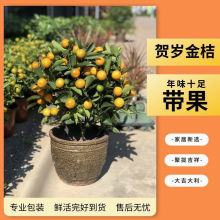 ��ۘ�����������С��ێ����҃ȿ͏d�k����������۰lؔ���f���