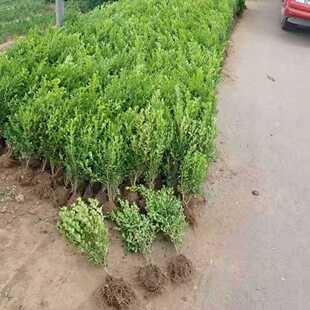Melon Seed Boxwood Bed Seedlings Small Leaf Boxwood Greening Color Block Miao | Melon Seed Boxwood Price