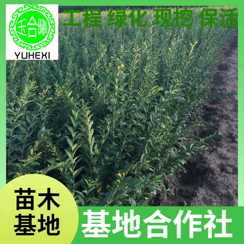 Рассада водного воска, кучи водного воска, шарики водного воска, чашки водного воска, питательные чашки, водный воск для защиты от растений, водный воск Tieling, Ligustrum lucidum