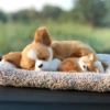 Chihuahua mother and son model