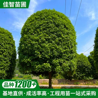 小区别墅工程绿化行道树桂花树大树金桂丹桂四季桂 批发40年树龄