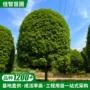 小区工程绿化别墅行道树