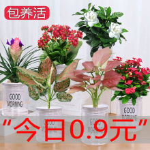 小富贵花 小富贵花品牌 图片 价格 小富贵花批发 阿里巴巴