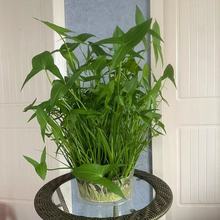 ˮ��ֲ��ˮ�໨�ܴ�ȫˮ���Ĺ��̨ͥԺ�����Ĺ�ˮ��