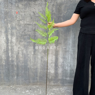 ����Gֲ���ϼٻ�ާ�z��ާ���滨ֲ���Y�Ҿ��b��̻�Y��