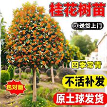 һ�����l�𻨘����ļ��𵤹���½���e��ͥԺ���ٽ����Դ����
