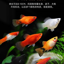 ̥���~���y��Ƥ�����~�Ꭷ�^�p�~�¹��~��ĸ�R�aС�͌�����w�~