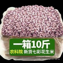 2025新货云南七彩花生米孟连特产新鲜晒干去壳野地彩色花生种籽子