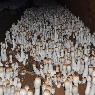 ��ʳ���u�ȹ�����Ģ���Nֲ�N��ʳ�þ��N����ͥ���N���r