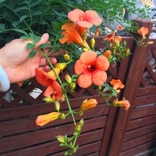 Wholesale American Lingxiao Flower Seedlings Climbing Vine Plant Courtyard Lingxiao Large Seedlings Climbing Florals Firecracker Florals Free Shipping