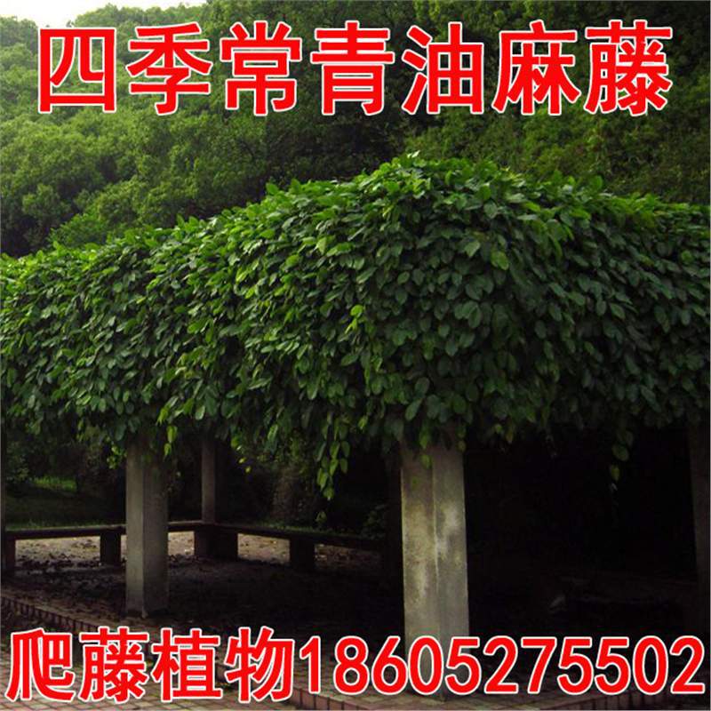 【跨境供货】油麻藤种子牛马藤大血藤雀儿花四季常青爬藤类攀援植