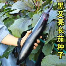 黑又亮长茄种子紫柄黑又亮茄子苗种籽孑菜园四季蔬菜种籽黑茄子种