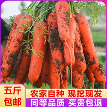 胡萝卜新鲜胡萝卜生吃脆甜水果胡萝卜现挖新鲜带泥 红萝卜斤