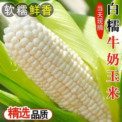 新鮮な白いもちもちとうもろこし 4.5kg 新鮮なとうもろこし、旬の採れたてとうもろこし、柔らかいミールリプレイスメント、スイートコーン