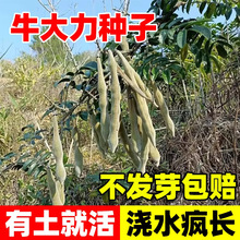 ţ�����N�ӻ������lҰ���ļ��׻���ţ�����~ţ�����ݾ��Ҝ�ʳ��