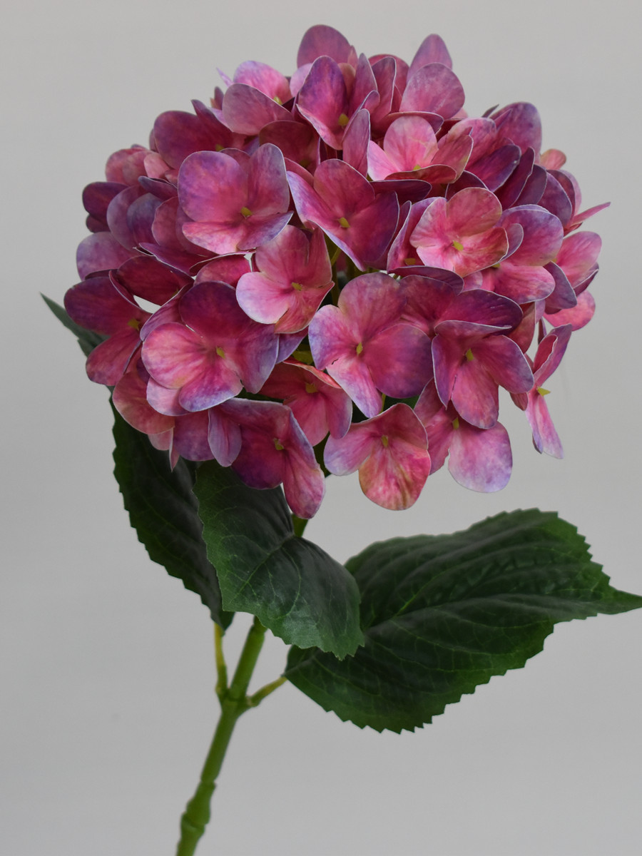 3D绣球蓝边玫红