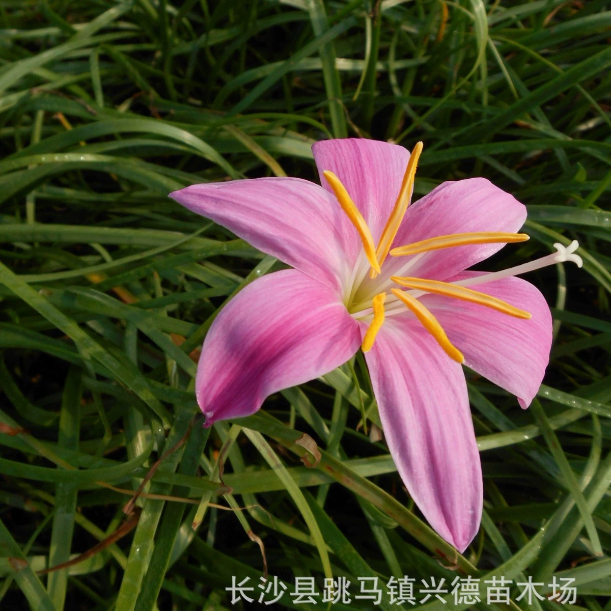 Оптовая продажа амариллиса, красного и белого амариллиса из Хунани, специальное зеленое покрытие для обзора двора виллы, большое количество