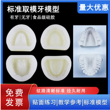 牙医阴模印模牙科标准硅胶模型有牙无牙贴面练习备牙石膏排牙基托