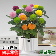 带花发货大盆乒乓菊盆栽四季开花菊花好养活阳台办公室内绿植花卉