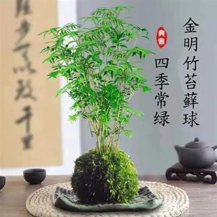 ̦�\��������҃�ˮ��Gֲ���������ʽ�⾳�쾰�^�p����