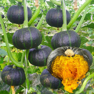 �߮a�Gؐؐ����С�ϹϷN�ݰ����r���߲����ļ��紺���߲˷N��