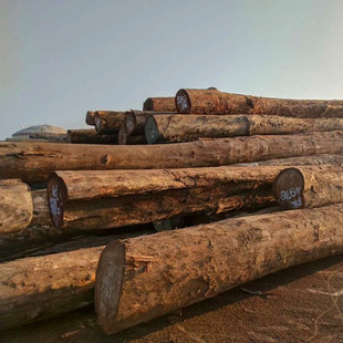 ���l��ľԭľľ�� ������ ��ľ��� ���̈@�ֹŽ��Ҿ�ľ����ľ