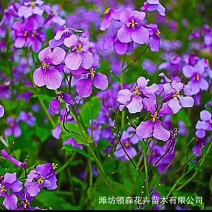 Qingzhou Base Wholesale Courtyard Road Greening February Orchid Grass Flower Four-Season Drought-Resistant and Cold-Resistant Perennial Root Flower