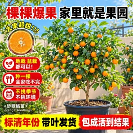 盆栽;园林果树;乔木
