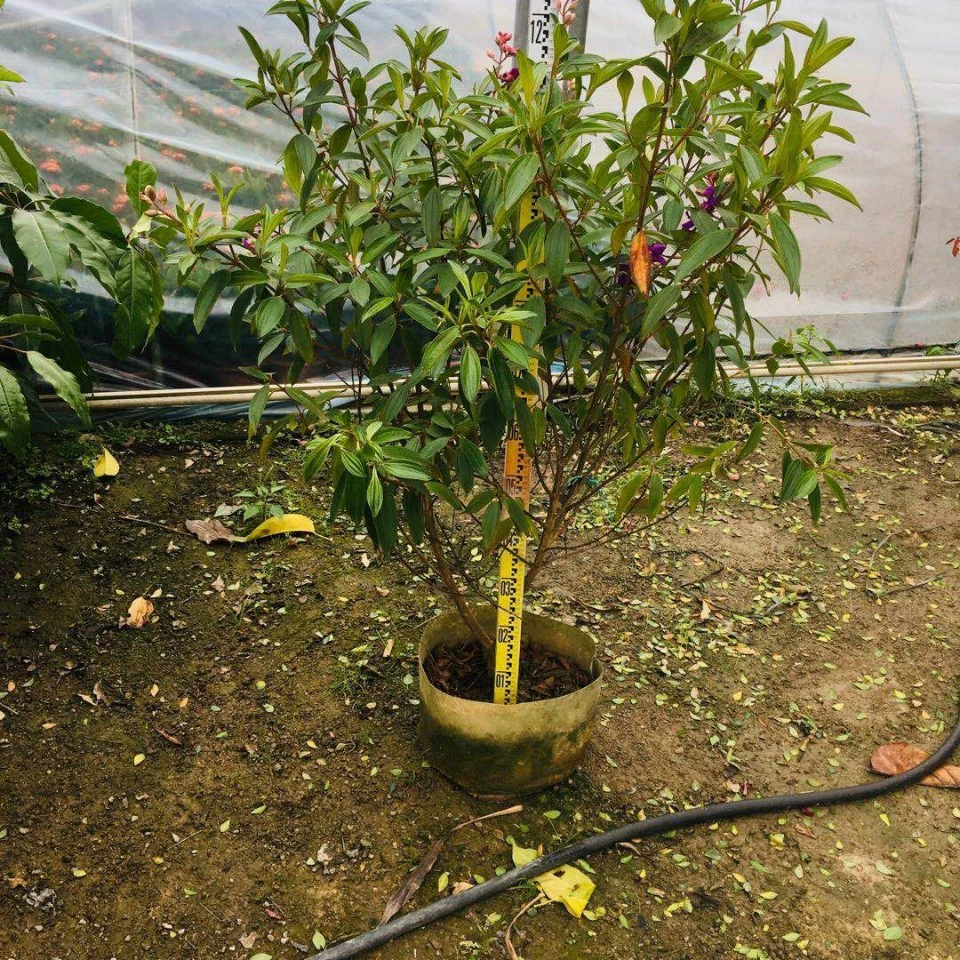 Поставка роговых стеблей дикого пиона 1-1,5 метра