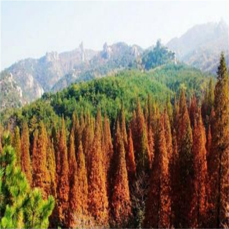 批发苗木四川红杉 景区湿地绿化工程红杉树苗 北美红杉景观树-阿里巴巴