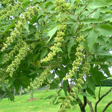 白芥子种子 白芥末籽白芥子种子白芥子粉可磨白芥末粉