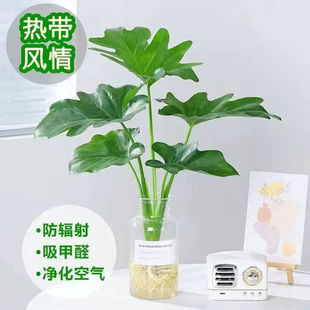 ����Gֲ���Ի���ֲ���҃����B��������o������ˮ��ֲ���҃Ⱥ��B