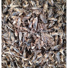 动物中药材蟋蟀  蛐蛐药材 干蟋蟀散装 大货供应