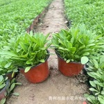 大花金鸡菊花苗苗木园林绿化工程种植基地批发多年宿根花卉金鸡菊