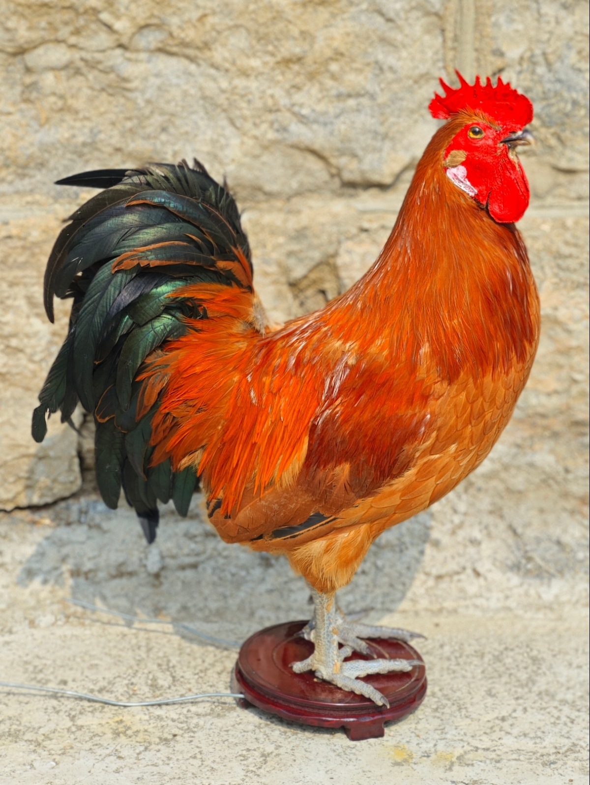 家禽标本模型制作大公鸡标本真母鸡土鸡笨鸡羽毛原鸡道具影视摆件