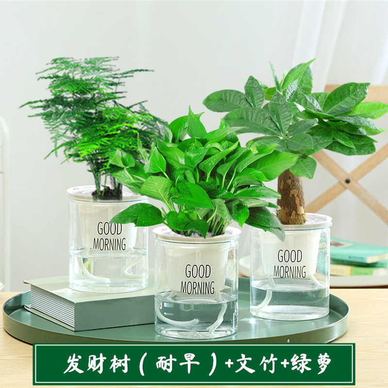 [특가조합] 그린바구니 + 아스파라거스 + 머니트리 + 영양액