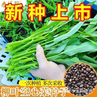 ���~���Ĳ˷N���ļ��̨�����߲˷N���r���ļ���ˮ����~���Ĳ���
