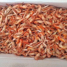 爪虾 厂家直销红爪虾肉虾红虾勾虾狗虾夹板虾量大优惠