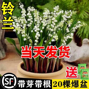 ��m���玧ѿ��������ֲ��N���M���ͺ��҃��⻨�ܾGֲ�ļ��_��