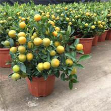 ������Ԏ����������ļ����҃������ӿ�ʳ���̨�҃ȿ͏dֲ��